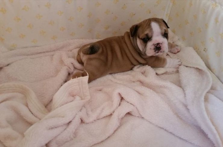 子犬